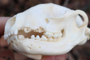 Pathological Raccoon Skull