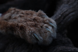 Damascus Bobcat Paw Cleaver