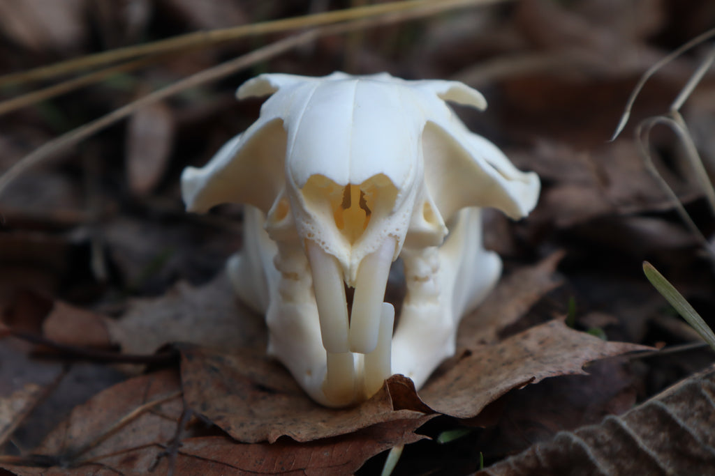Ground Hog Skull