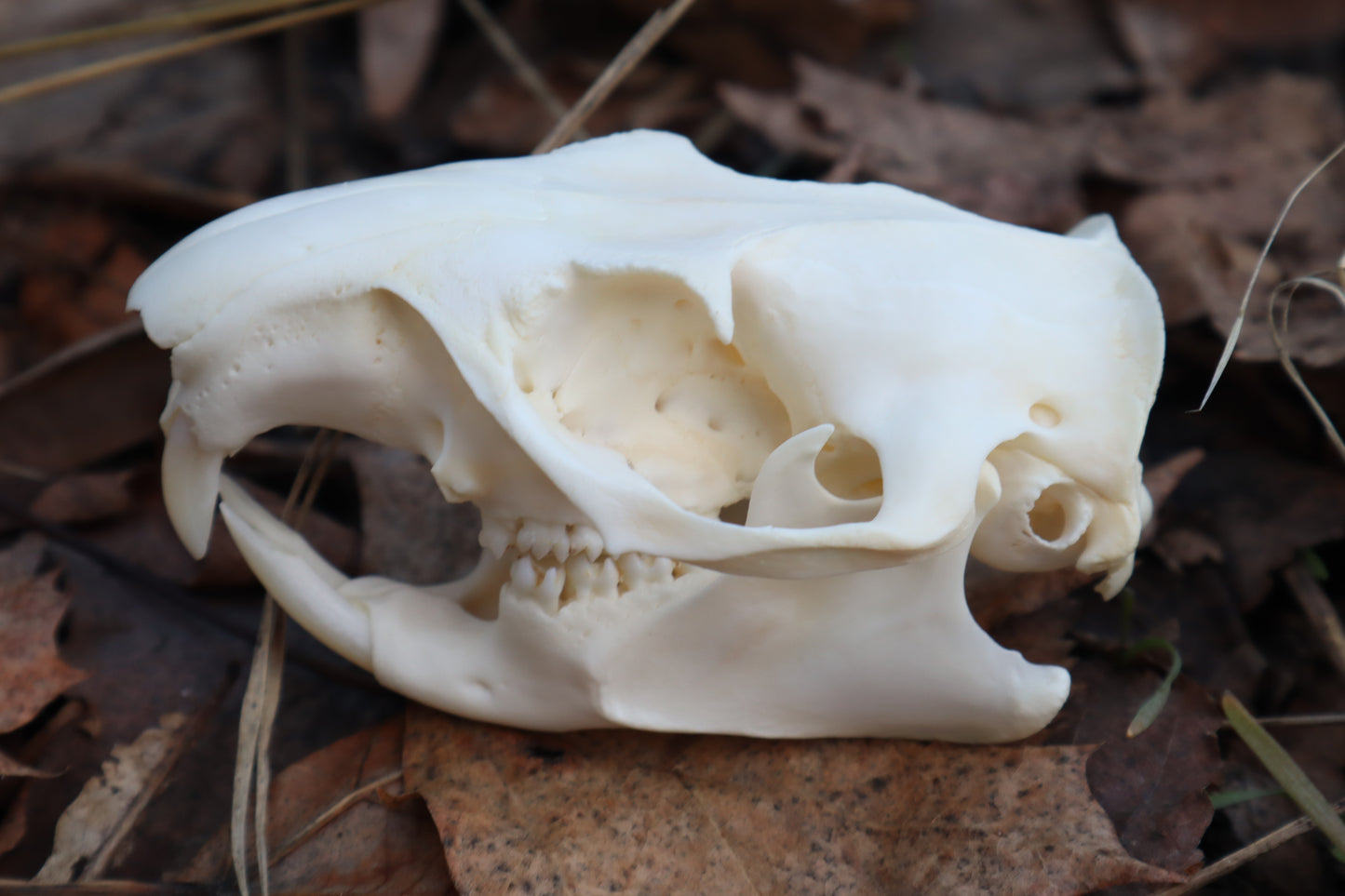 Ground Hog Skull