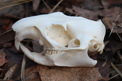 Ground Hog Skull