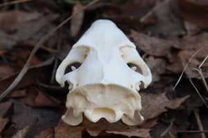 Ground Hog Skull