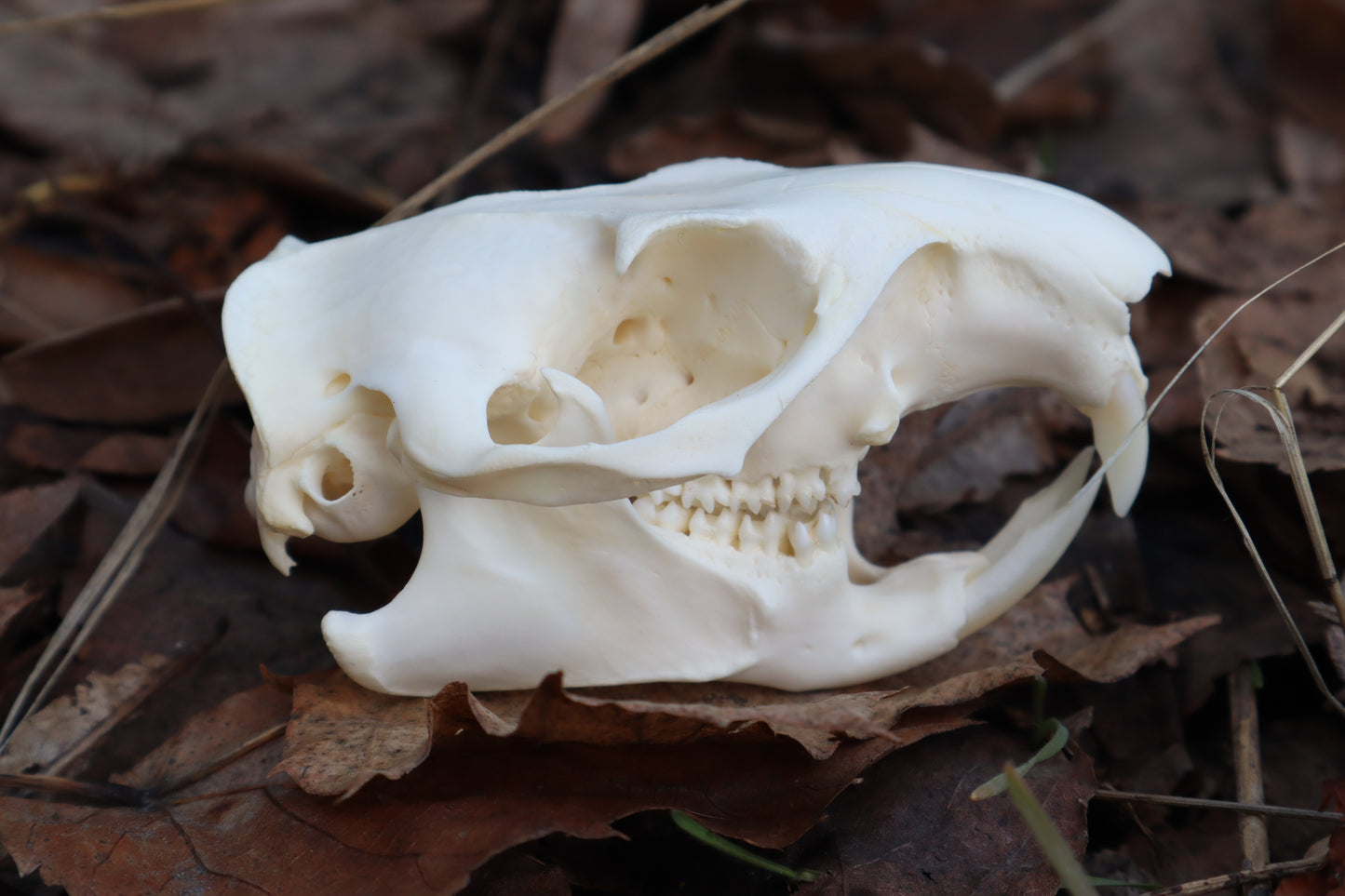 Ground Hog Skull