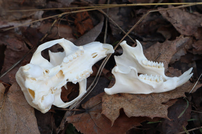 Ground Hog Skull