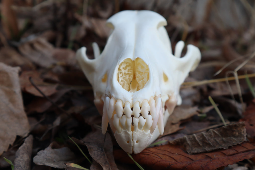 Coyote Skull