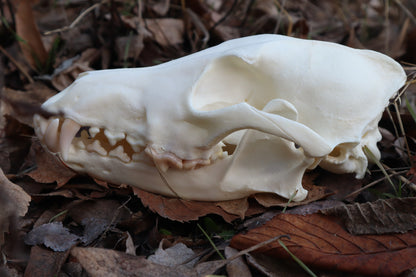 Coyote Skull
