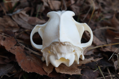 Coyote Skull