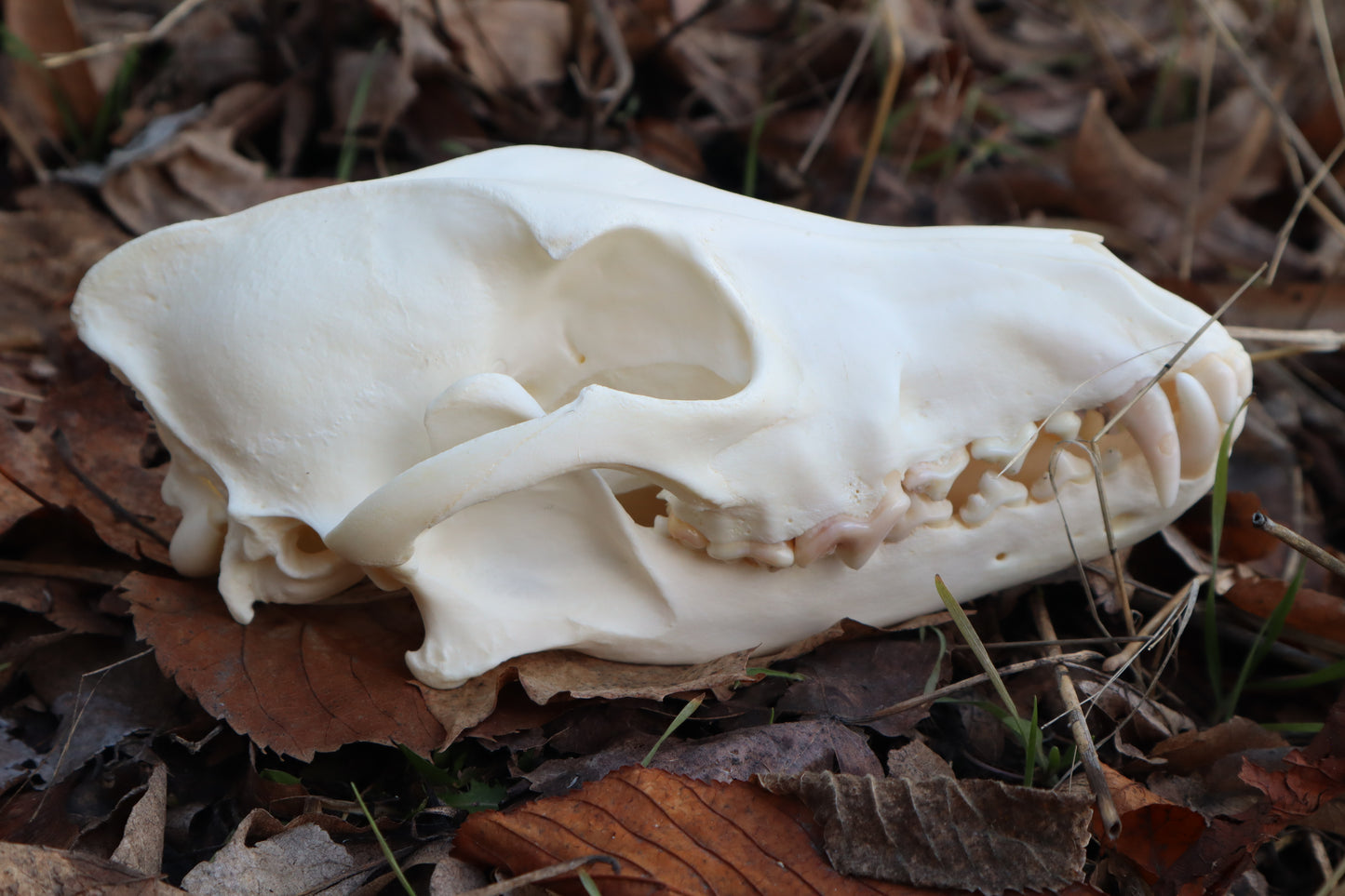 Coyote Skull