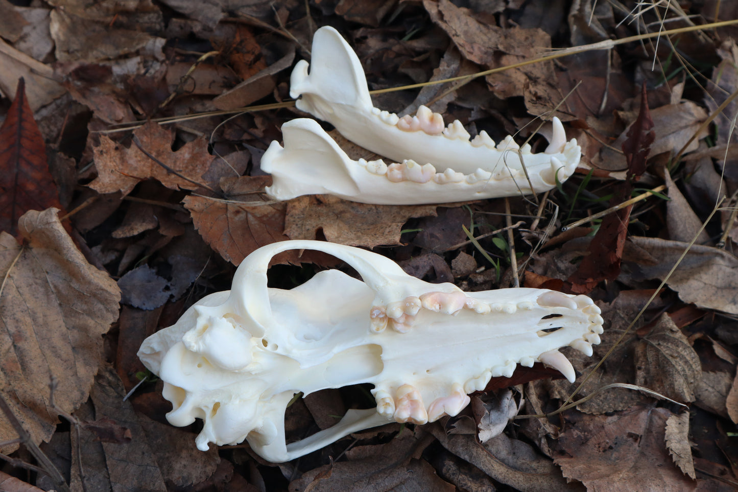 Coyote Skull