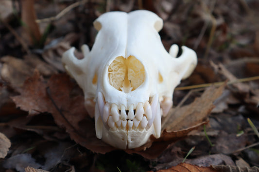 XL Pathological Coyote Skull
