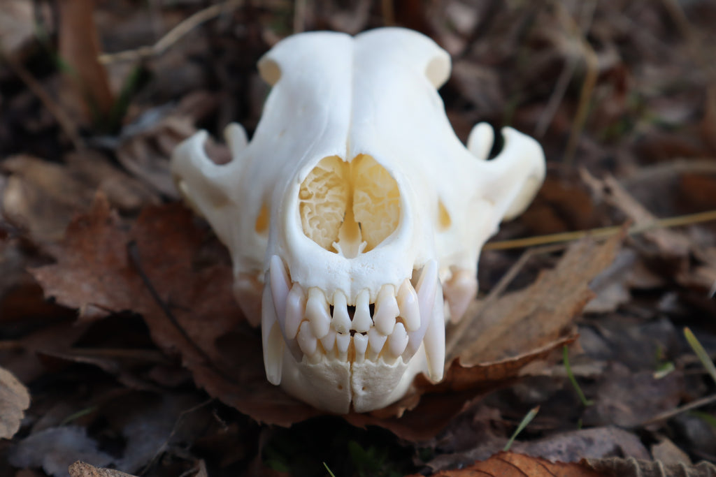XL Pathological Coyote Skull