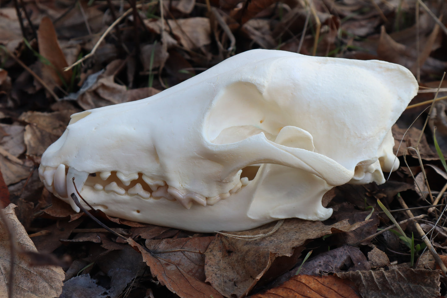 XL Pathological Coyote Skull