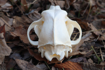 XL Pathological Coyote Skull