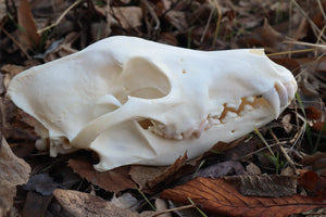 XL Pathological Coyote Skull