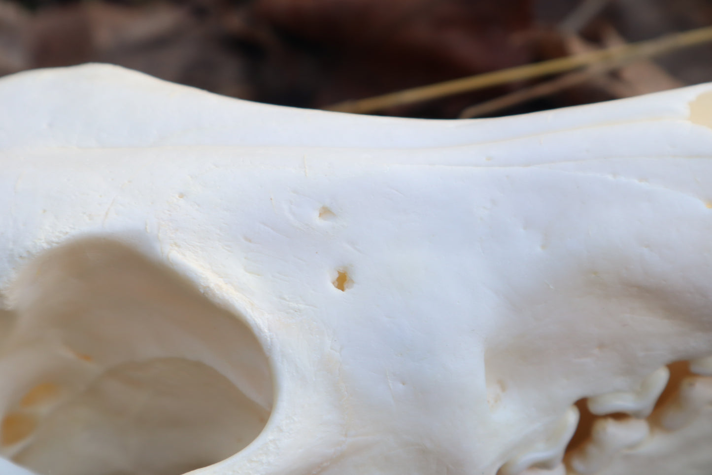 XL Pathological Coyote Skull
