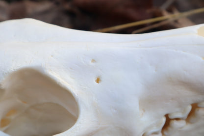 XL Pathological Coyote Skull