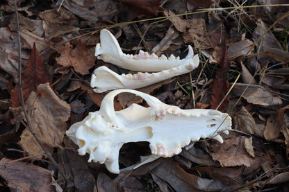 XL Pathological Coyote Skull