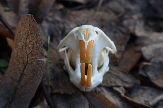 Muskrat Skull