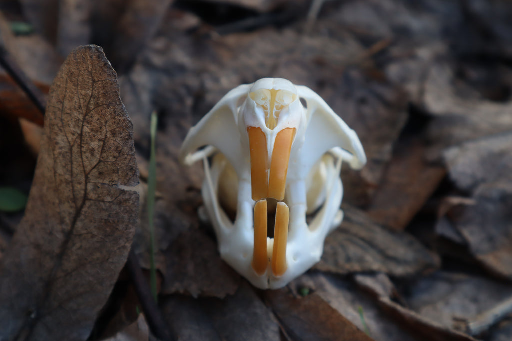 Muskrat Skull