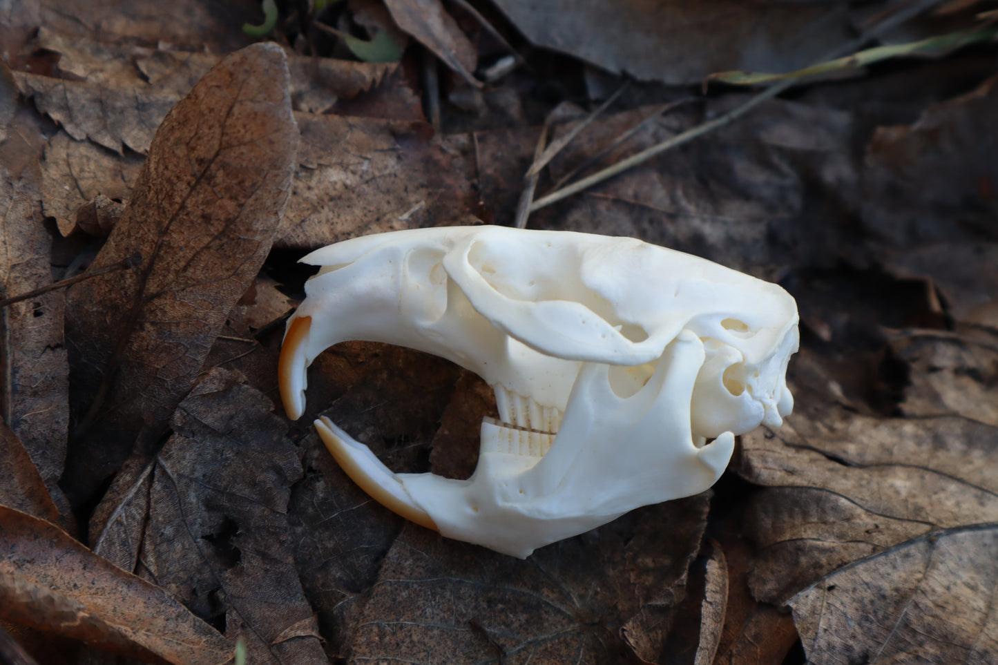 Muskrat Skull