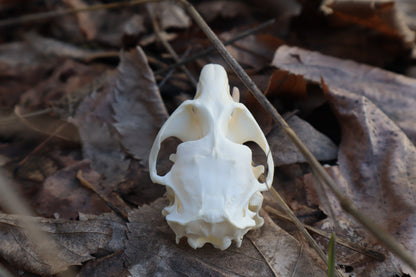 Muskrat Skull