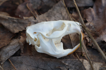Muskrat Skull