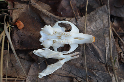 Muskrat Skull