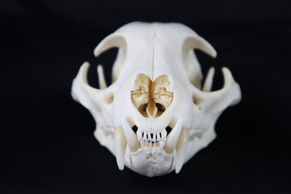 Geriatric Bobcat Skull