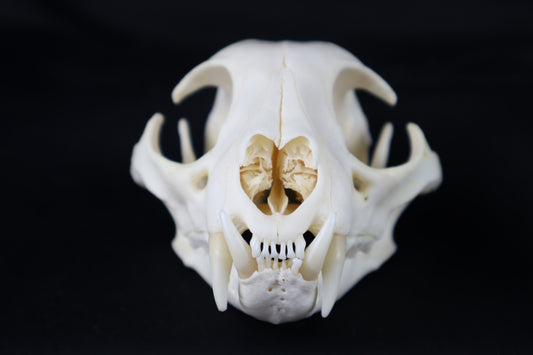 Geriatric Bobcat Skull
