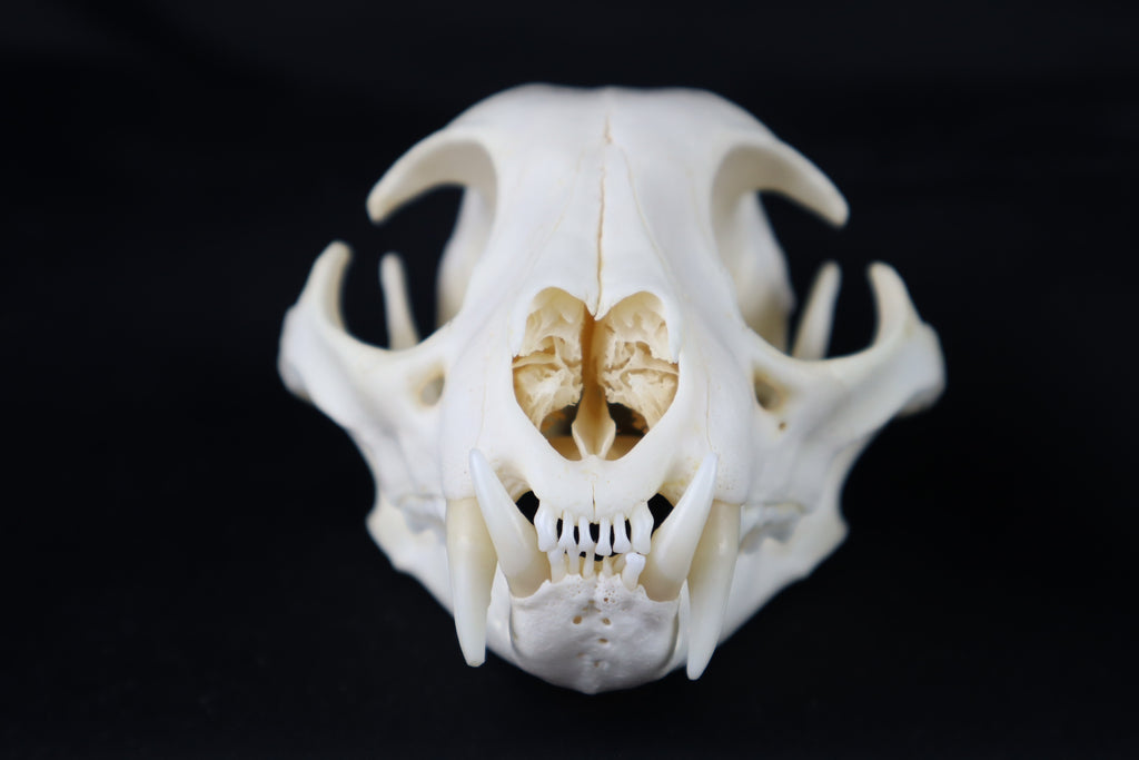 Geriatric Bobcat Skull