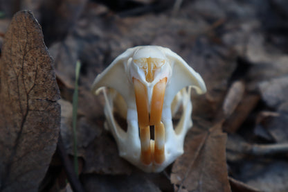 Muskrat Skull