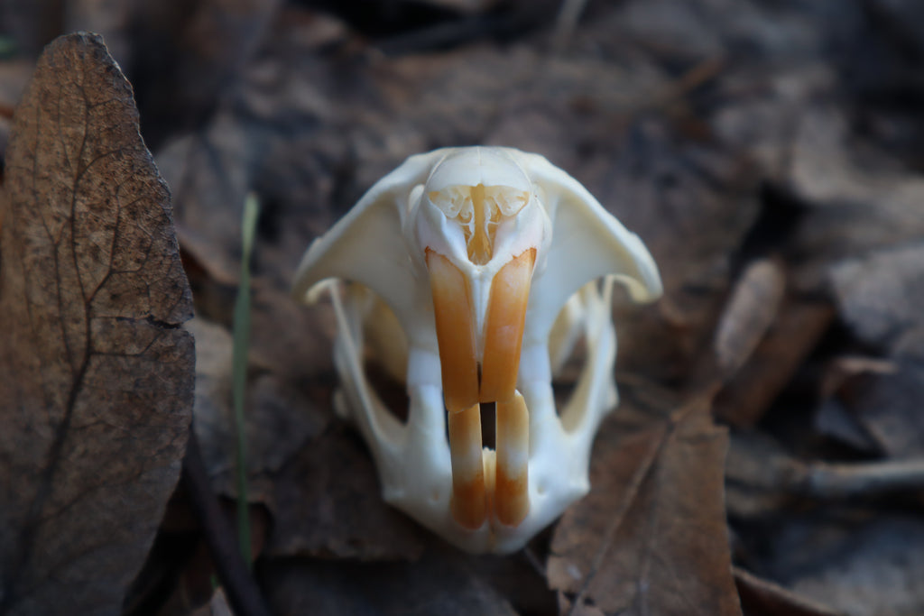 Muskrat Skull