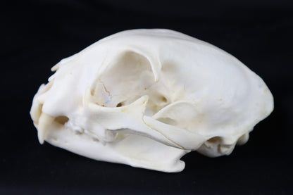 Geriatric Bobcat Skull