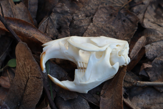 Muskrat Skull