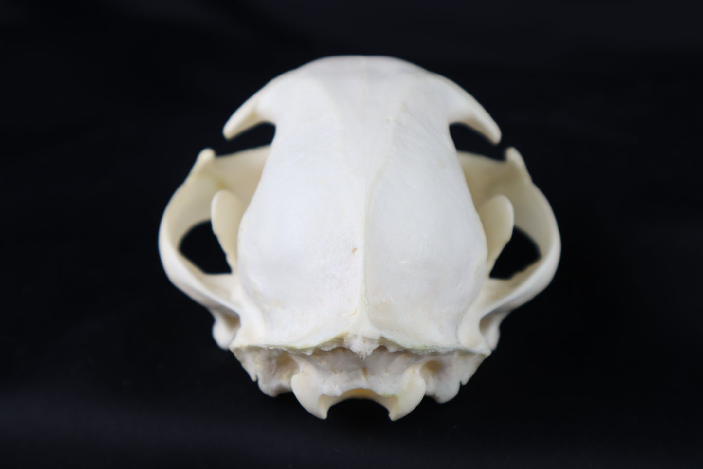 Geriatric Bobcat Skull