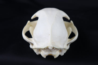 Geriatric Bobcat Skull