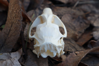 Muskrat Skull