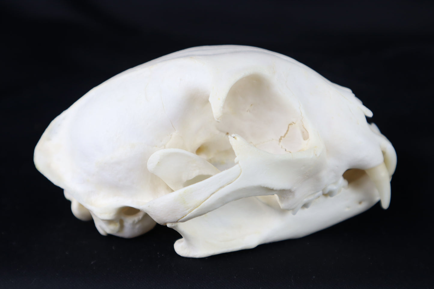 Geriatric Bobcat Skull