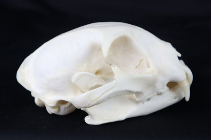 Geriatric Bobcat Skull