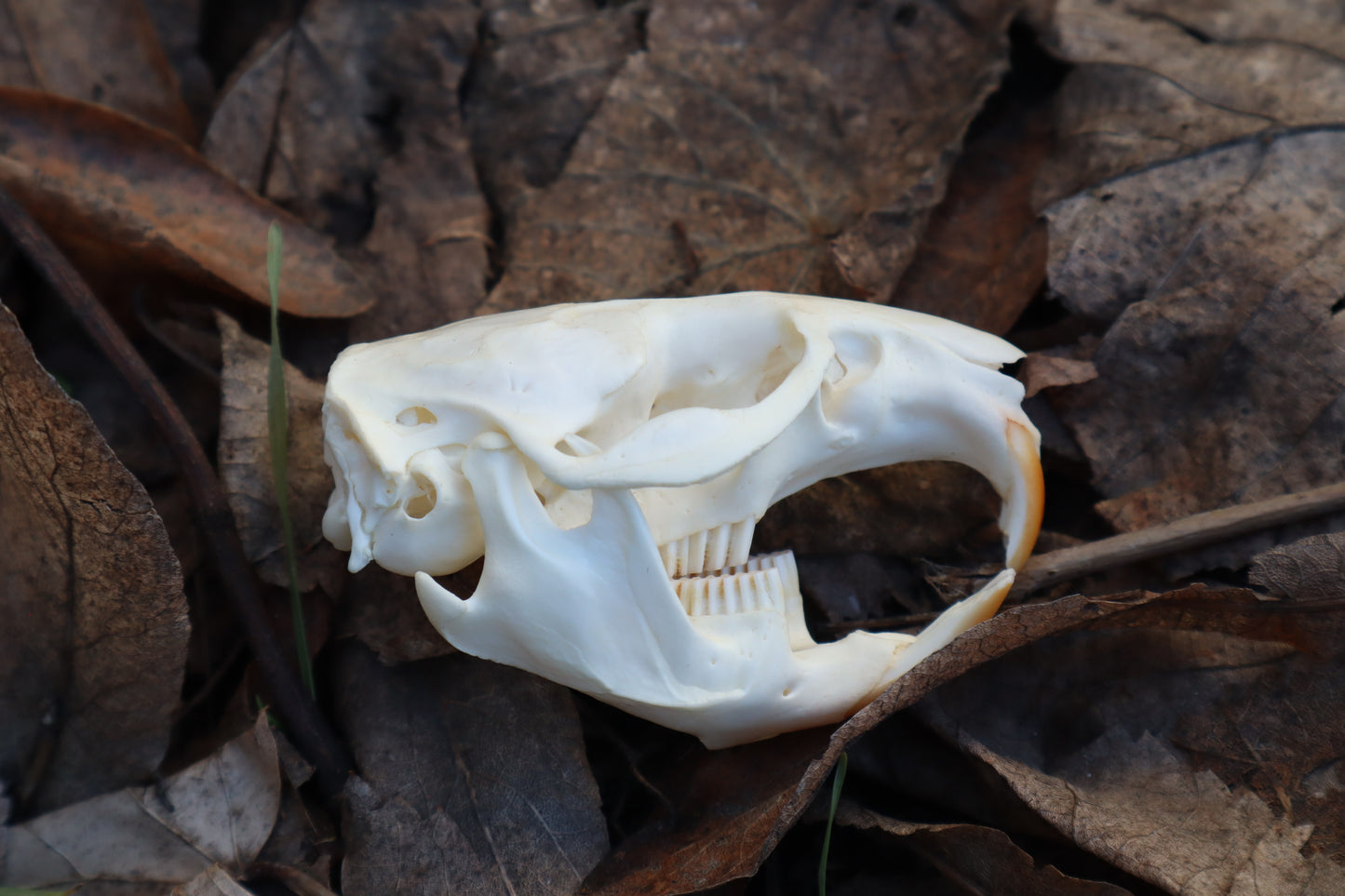 Muskrat Skull