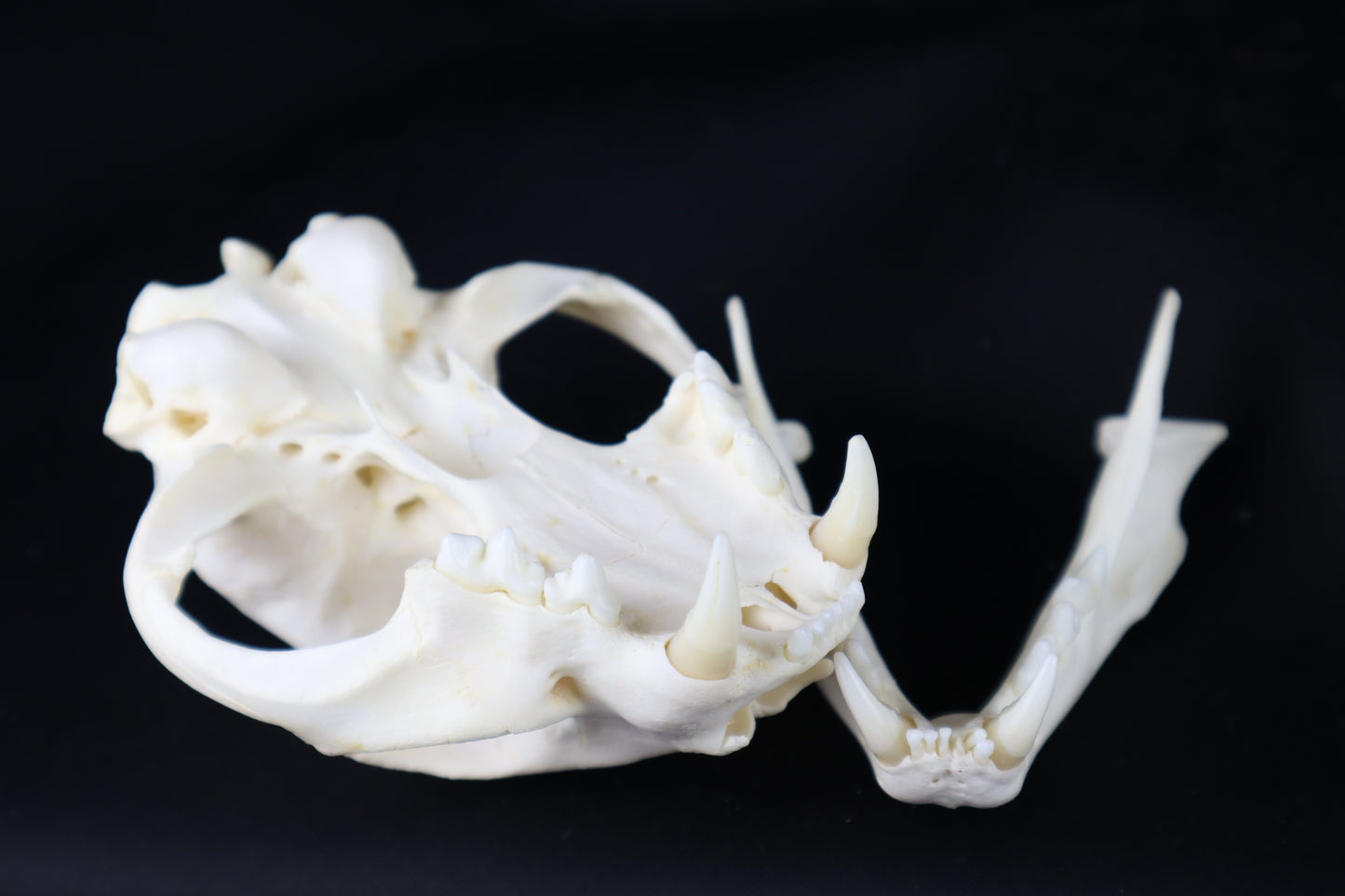 Geriatric Bobcat Skull