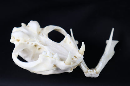 Geriatric Bobcat Skull
