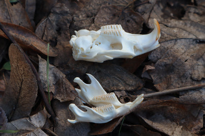 Muskrat Skull