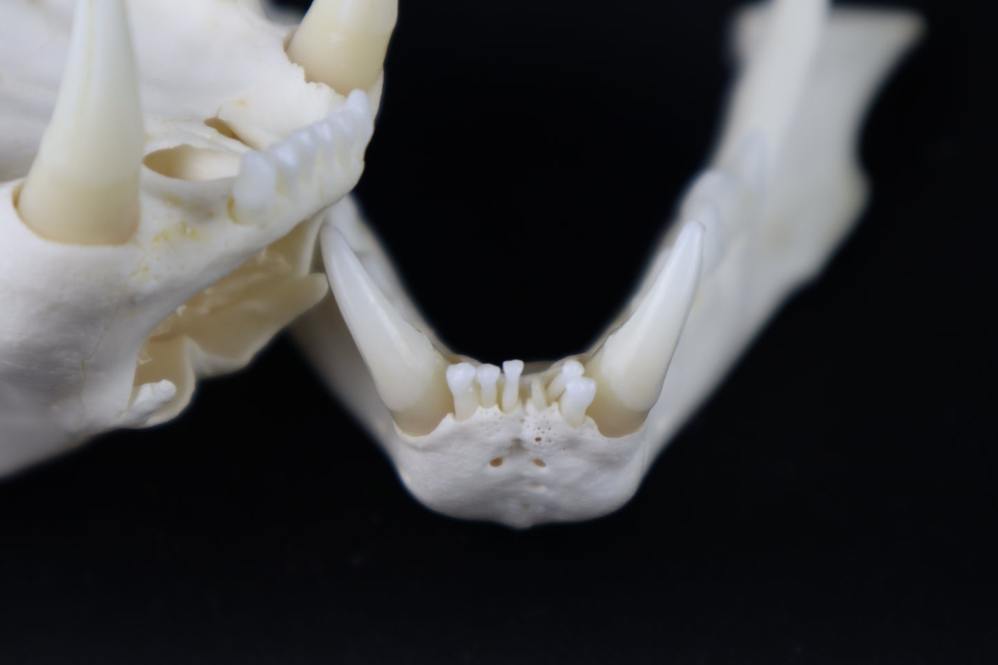 Geriatric Bobcat Skull
