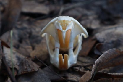 Muskrat Skull
