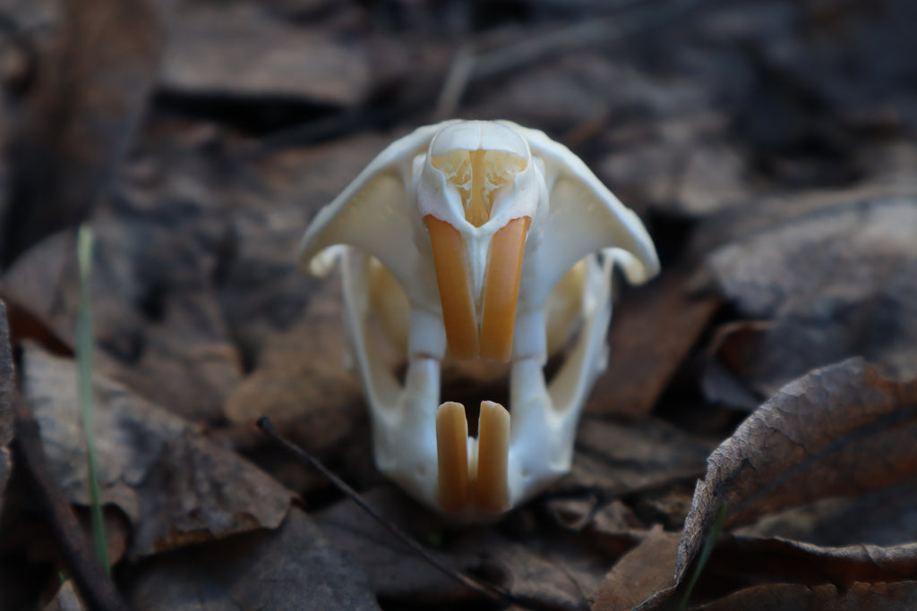 Muskrat Skull