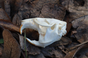 Muskrat Skull