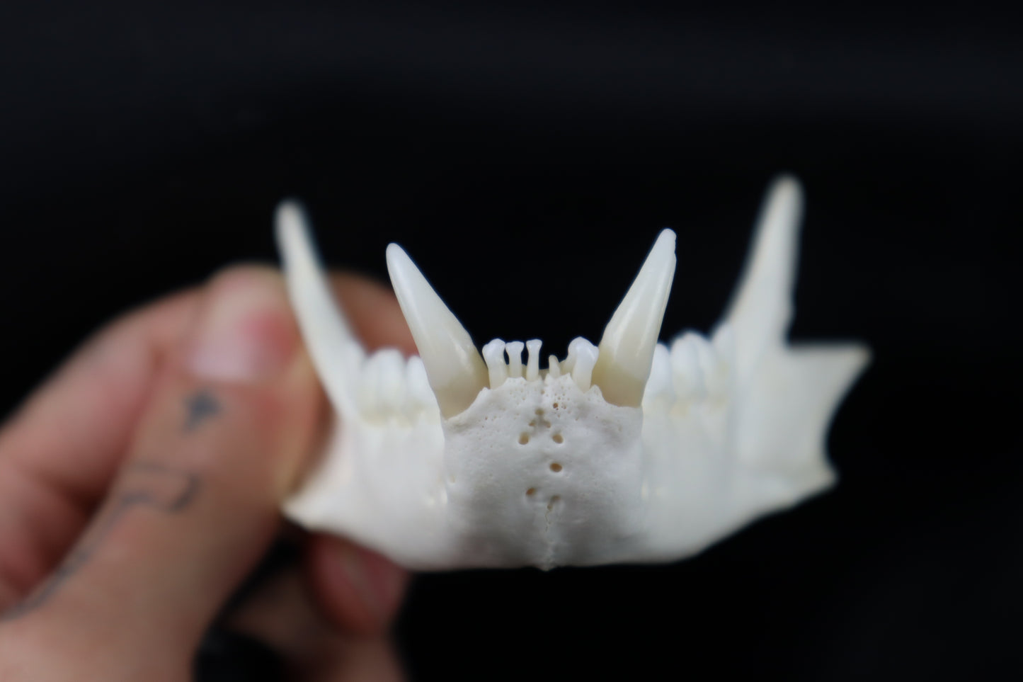 Geriatric Bobcat Skull