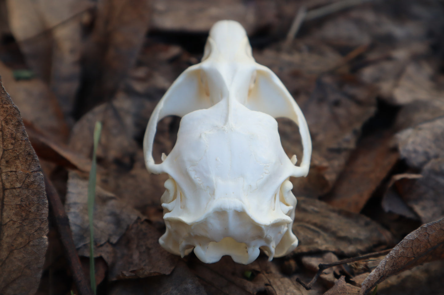 Muskrat Skull