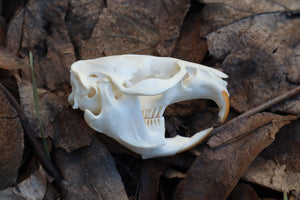 Muskrat Skull